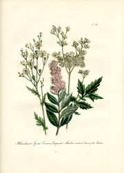 British Wild Flowers by Mrs. Loudon