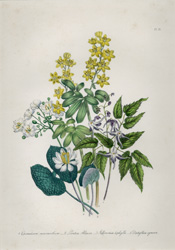 Mrs. Loudon's Ladies' Flower-Garden of Ornamental Annuals