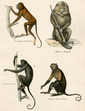 Plate 2, Howler Monkey, etc.