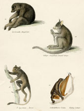 Plate 3, Ring-tailed Monkey, etc.