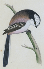 LONG-TAILED TIT