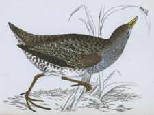 SPOTTED CRAKE