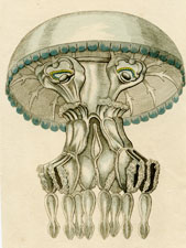 Jellyfish-c.jpg