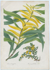 Acacia longifolia, Acacia pulchella