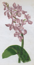 EARLY PURPLE ORCHIS