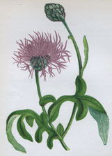 GREATER KNAPWEED