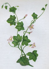 IVY-LEAVED TOADFLAX