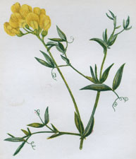 MEADOW VETCHLING