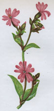 RED CAMPION