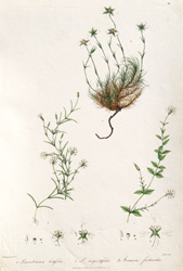 Plate 21: Leucostemma latifolia, etc.