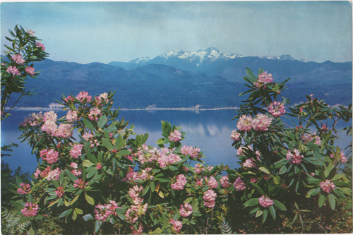 Rhododendrons and Hood Canal