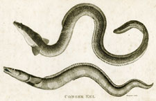 Common Eel, Conger Eel
