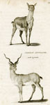 Common Antelope