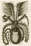 paper nautilus