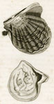 pearl mussel