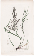 Festuca Agrostis Stonlonifera Angustifolia