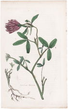 Trifolium Medium