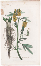 Trifolium Microhizum