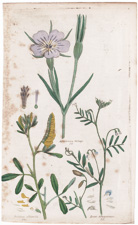 Trifolium officinalis