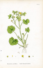 Small flowered Crowfoot