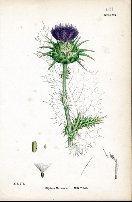 James Sowerby S English Botany 1863 6 Hand Colored Botanical
