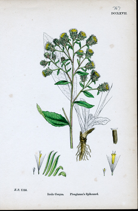 Spikenard spiritual meaning picture