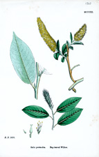 Bay-leaved Willow
