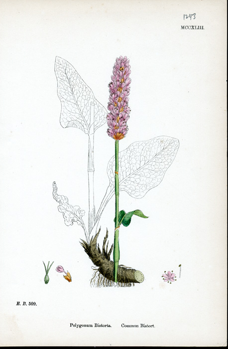 Common bistort photo leaf