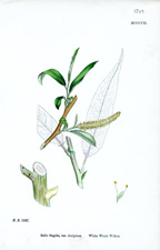 White Welsh Willow