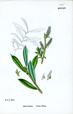 Donian Willow