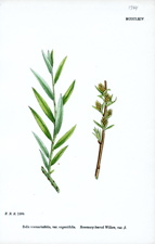 Rosemary-leaved Willow