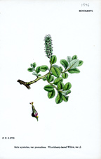 Whortleberry-leaved Willow