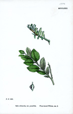 Plum-leaved Willow