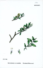 Plum-leaved Willow