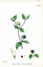 Berry-bearing Chickweed