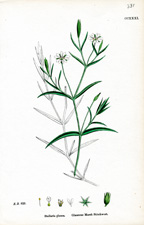 Glaucous Marsh Stitchwort