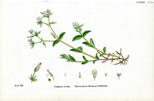 Narrow-leaved Mouse-ear Chickweed