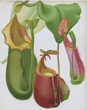 A GROUP OF PITCHER PLANTS