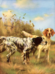 Vintage calendar/poster prints of dogs