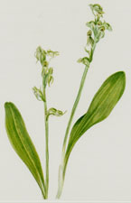 Plate 76 One-Leaf Bog-Orchid