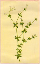 SMALL BEDSTRAW