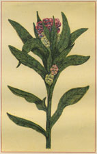 CYNOGLOSSIUM OFFICINALE HOUND'S TONGUE