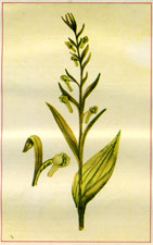 GREEN-REIN ORCHIS