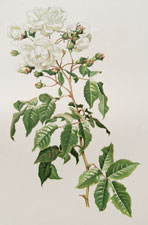 Rosa chinensis, var. minima Rehder
