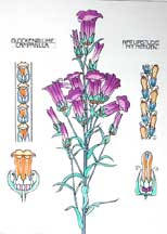 Glockenblume Campanula