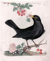 Blackbird or Ouzle