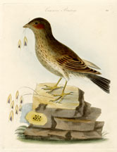 Common Bunting