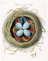 Starling Nest & Eggs 