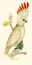 Cockatoo