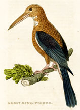 Great Kingfisher